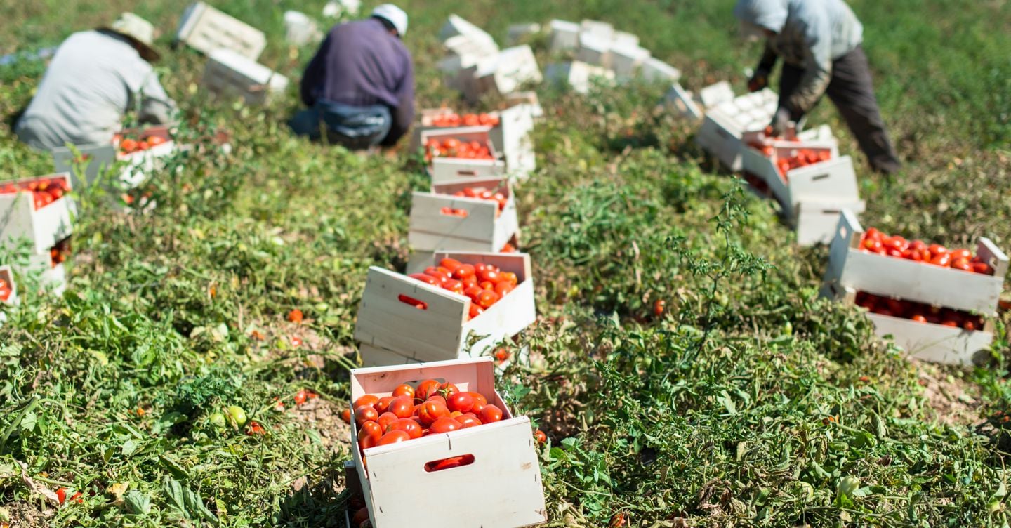 Per il pomodoro la minaccia ora arriva dalla California